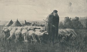 Der Picardie-Schäfer, 1919