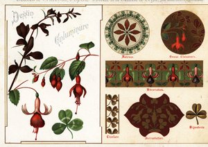 Bilder von Fuchsie und Berberitze aus Manuskripten und deren Anwendung