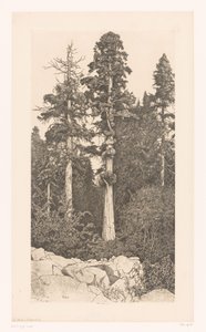 Sequoia-Baum von Ernest Haskell (signed by artist)