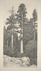 Baby-Sequoia von Ernest Haskell