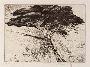 Der Fächerbaum von Ernest Haskell