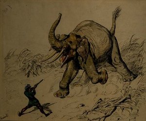 Elefantenjagd