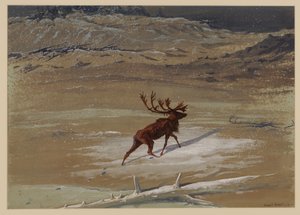 Hirsch von Ernest Henry Griset