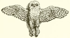 Der Adler und die Eule