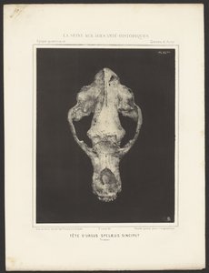 Kopf des Ursus spelaeus Sinciput von Ernest Lacan