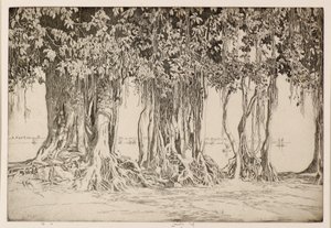 Der Banyanbaum
