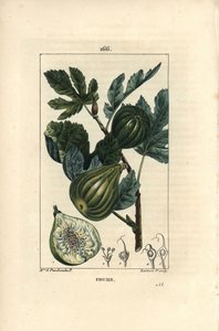 Botanische Tafel: Feigenbaumzweig mit Feigen