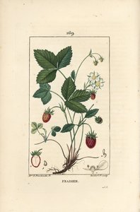 Erdbeere von Ernestine Panckoucke