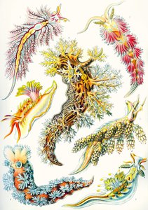 Eine Sammlung von Nudibranchia aus 