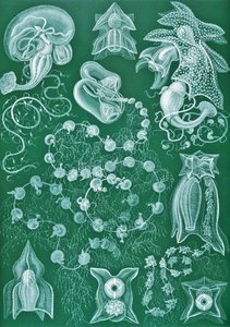 Beispiele von Siphonophorae aus 