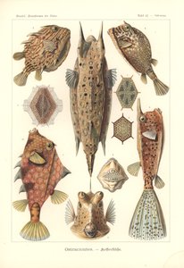 Ostracion - Knochenfische, Pl.42 aus 