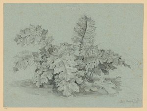 Akanthus-Staude von Ernst Fries