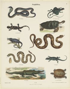 Amphibien von Ernst Fröhlich
