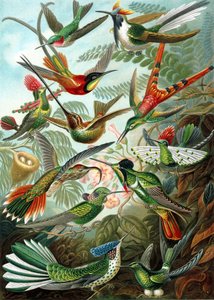 Beispiel aus der Familie Trochilidae, 