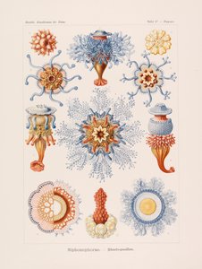 Kunstformen der Natur, 1899-1903 von Ernst Haeckel