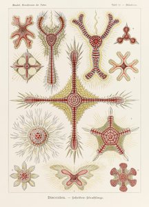 Tafel 11 Heliodiscus Discoidea aus 