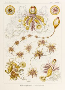 Tafel 7 Epibulia Siphonophorae aus 