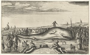 Gestrandeter Pottwal am Strand von Noordwijk, 1614