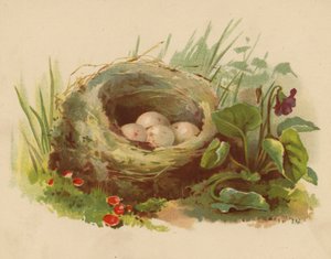 Vogelnest (Chromolitho) von Ethel C. Nisbet