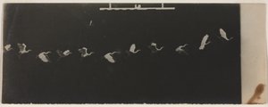 Chronofotografie eines fliegenden Reihers