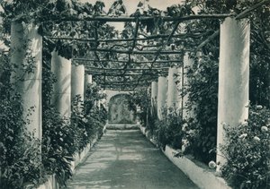 Pergola in einem Weinberg, Capri, Italien
