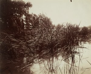 Schilfrohr, Teich von Plessis-Piquet von Eugène Atget