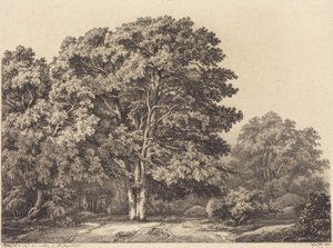 Eingang zu einem Wald