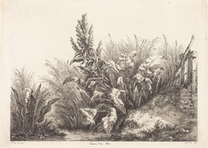 Wasser-Ampfer, Studie von Eugene Bléry