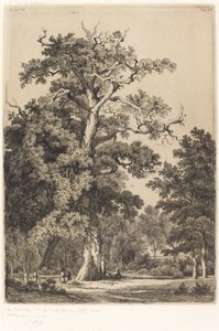 Alte Eiche im Bois de Boulogne