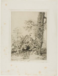 Brombeere und Efeu
