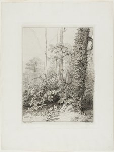 Brombeere und Efeu