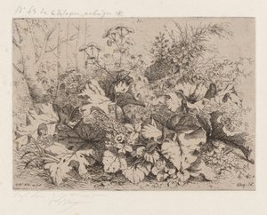 Klette in Blüte