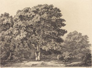 Eingang zu einem Wald