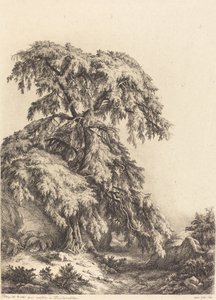 Wacholderbaum, 1840