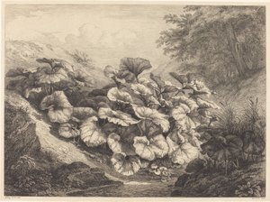 Großes Huflattich, 1843