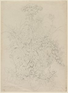 Pflanzenstudie von Eugene Bléry