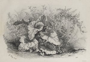 Pflanzenstudie aus Gruppe verschiedener Pflanzen, nach der Natur gezeichnet und lithografiert