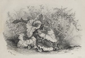 Pflanzenstudie aus einer Gruppe verschiedener Pflanzen, nach der Natur gezeichnet und lithographiert