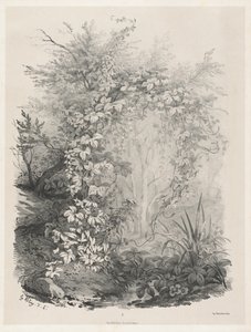 Pflanzen und Efeu an einem Bach
