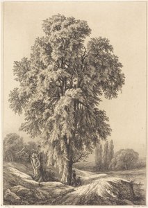 Der Ulmenbaum