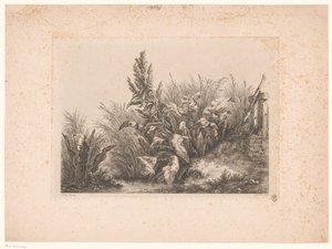 Wasserampfer und Schilf am Ufer (Études dessinées et Gravées D