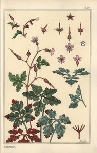 Botanische Illustration einer Geranienblume, Blütenblätter, Blätter