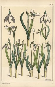 Botanische Illustration eines Schneeglöckchens, Galanthus nivalis