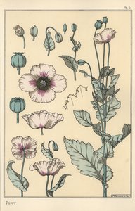Botanische Illustration des Mohns, mit Blütenteilen, Opiumkapsel von Eugene Grasset