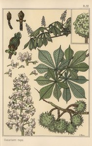 Kastanienbaum botanische Studie