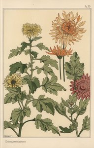Chrysantheme botanische Studie