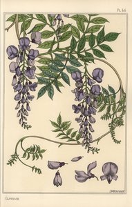Glyzinie botanische Studie