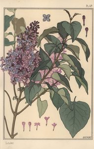 Flieder botanische Studie