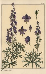 Eisenhut botanische Studie