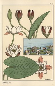 Die Seerose, Nelumbo lutea, und Blütenteile von Eugene Grasset